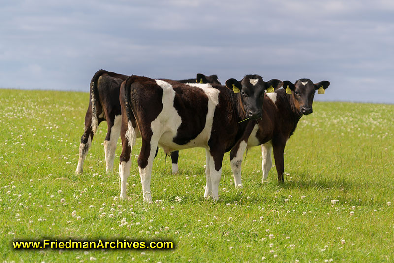 landscape,rolling,hills,cows,bovine,grazing,milk,advisory,green,blue,field,good,light,
